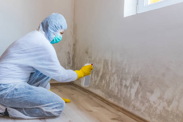 Licensed Basement Mold Removal service in Hallieford, VA - WQB Mold Removal