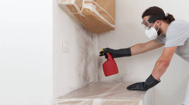 Professional Basement Mold Removal technician working in Hallieford, VA