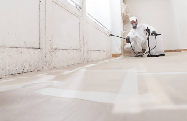 24/7 Emergency Basement Mold Removal experts in Hallieford, VA