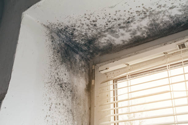 Affordable Basement Mold Removal solutions in Hallieford, VA
