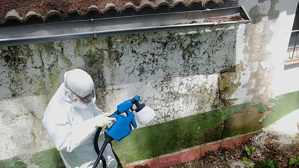 Top rated local Basement Mold Removal specialists in Hallieford, VA